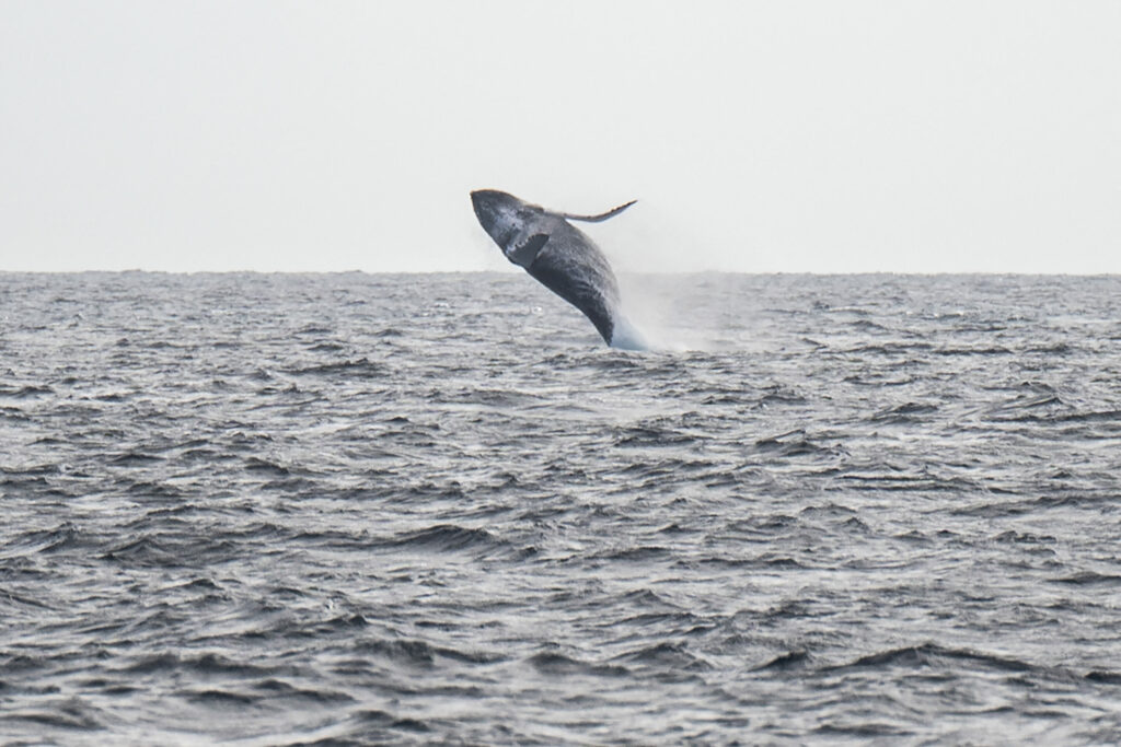 Humpback whale still stranded off German coast, but hope on the horizon