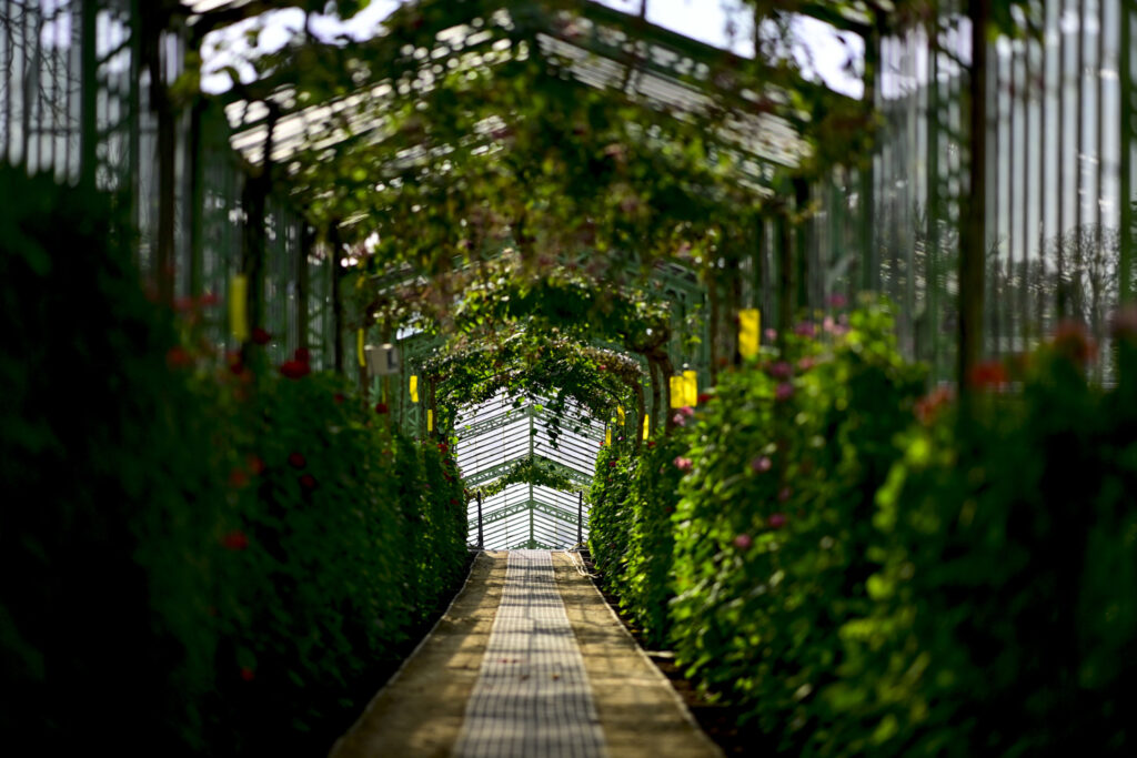Royal Greenhouses of Laeken in Brussels open again, except Winter Garden