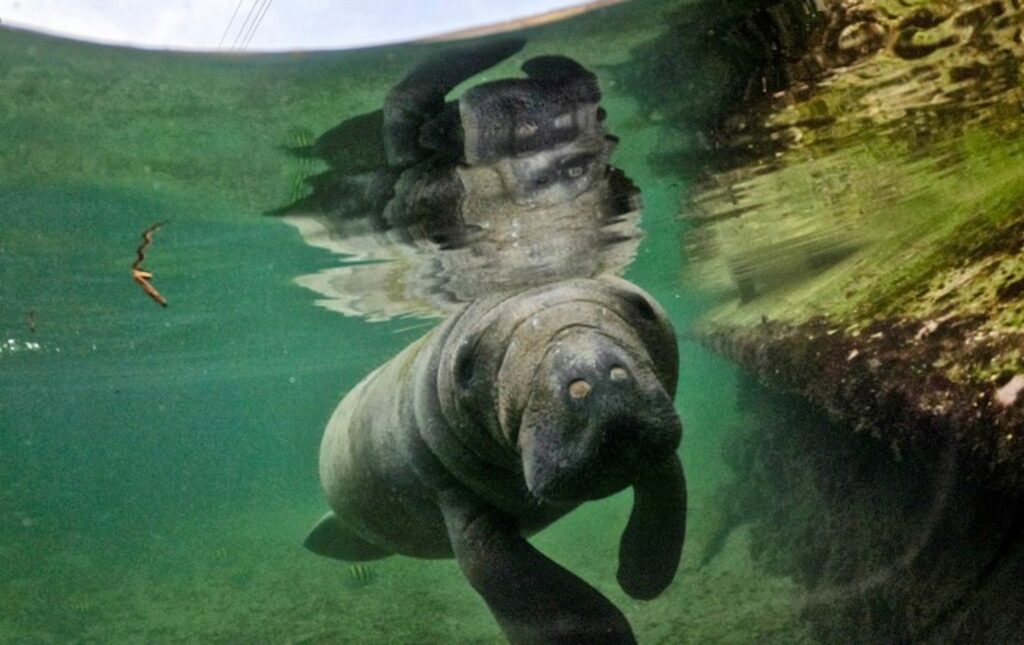 Belgian zoo welcomes two young manatees