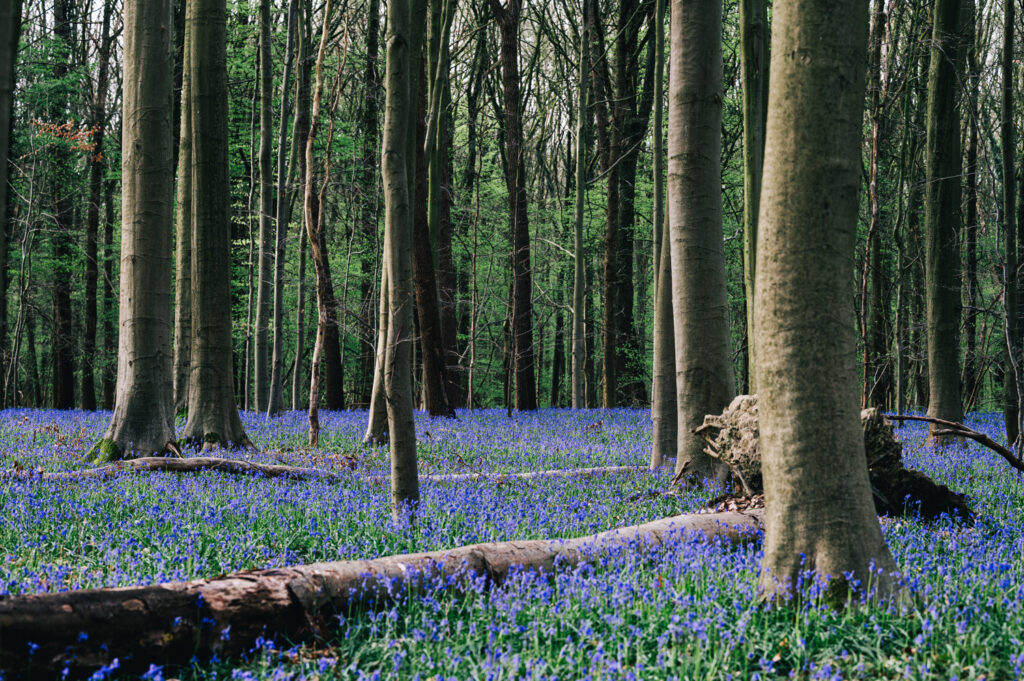 Hyacinth Festival blossoms in Brabant
