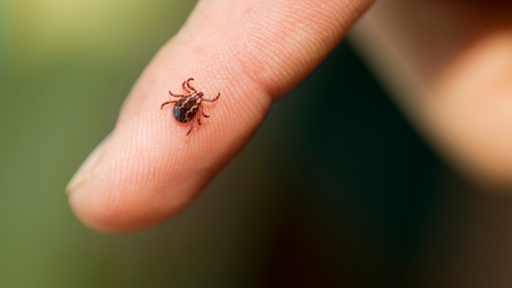 Tick season in Belgium: What do you need to know?