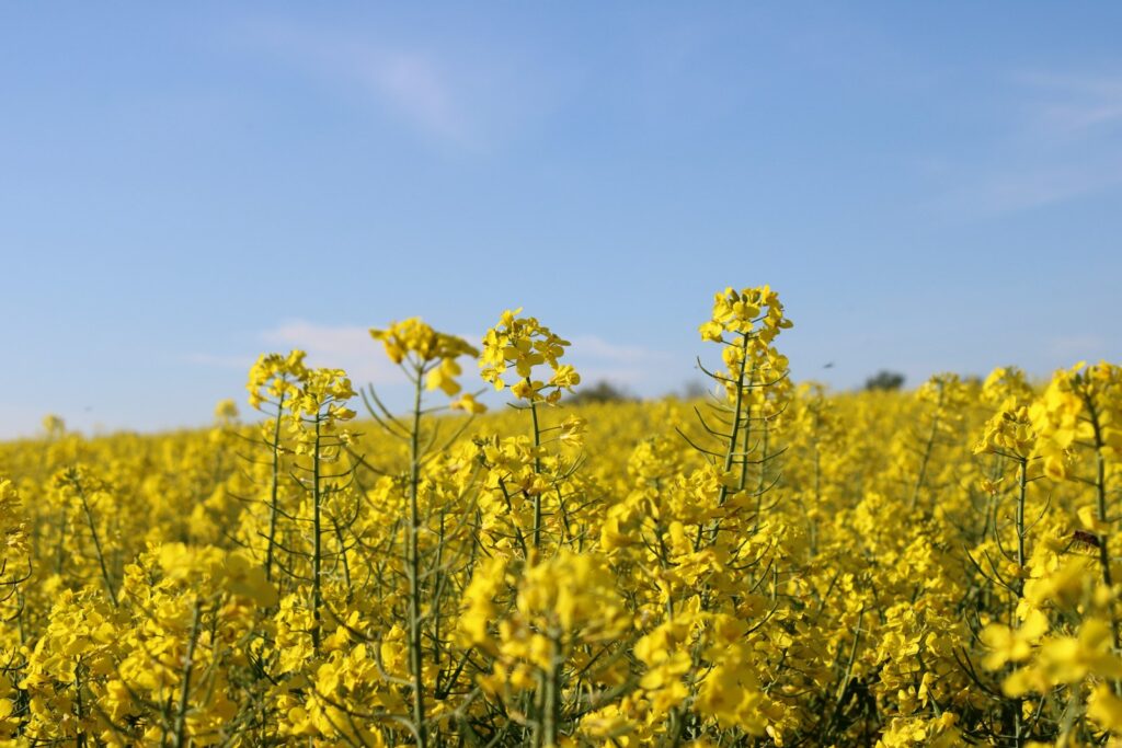 €500m EIB loan to transform Italian refinery into biofuels hub by 2028