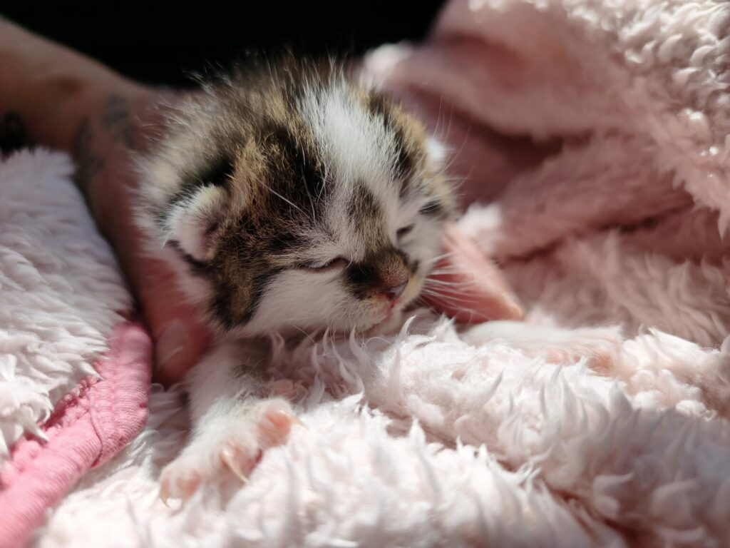 Huge rescue operation after nearly 50 cats found living in Schaerbeek garden block