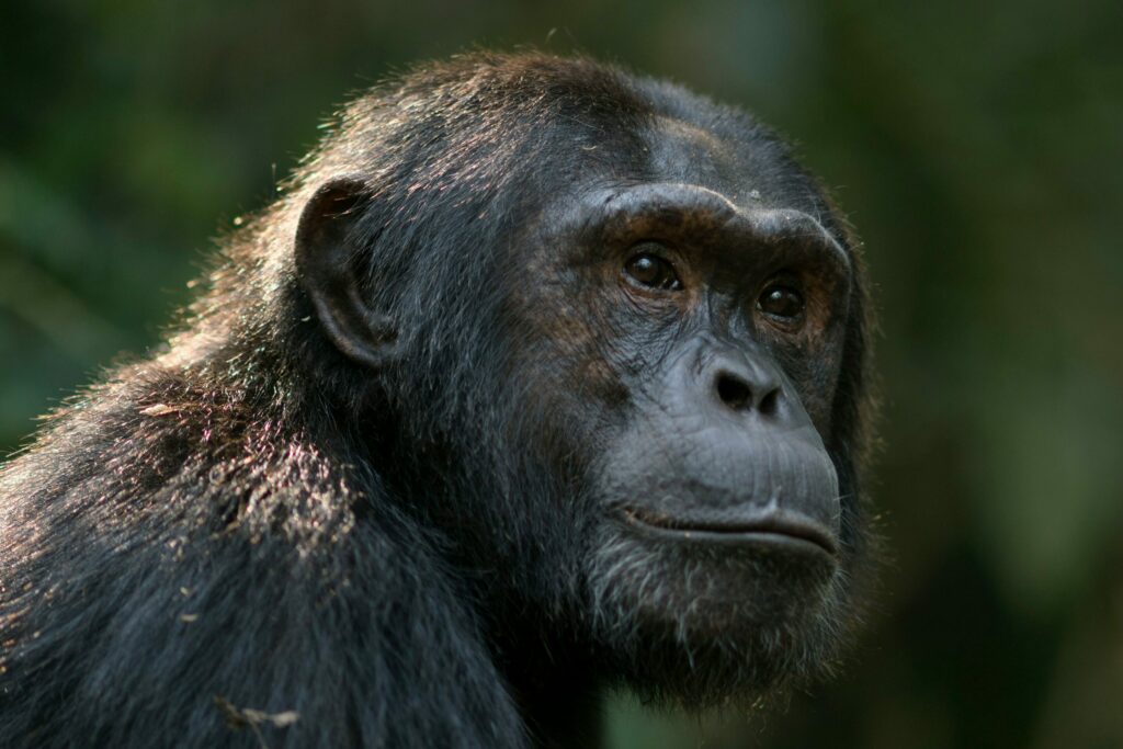 Chimpanzees wage 'civil war' in chilling first as once-united group turns on itself