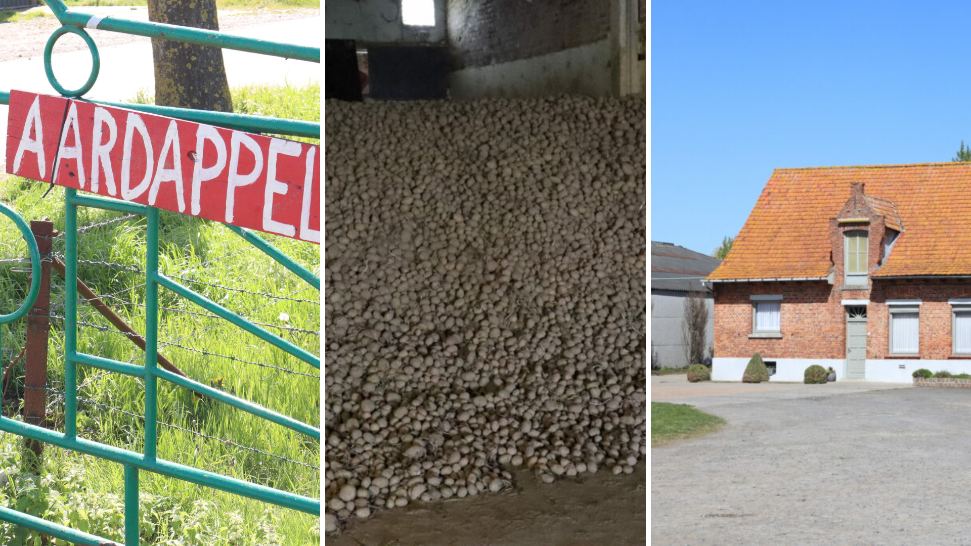 The Flemish farm that caused an international media sensation with its potato giveaway