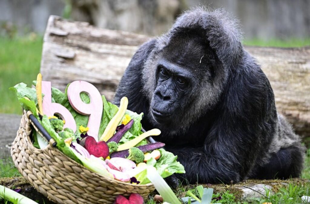 World's oldest gorilla celebrates her 69th birthday at Berlin Zoo