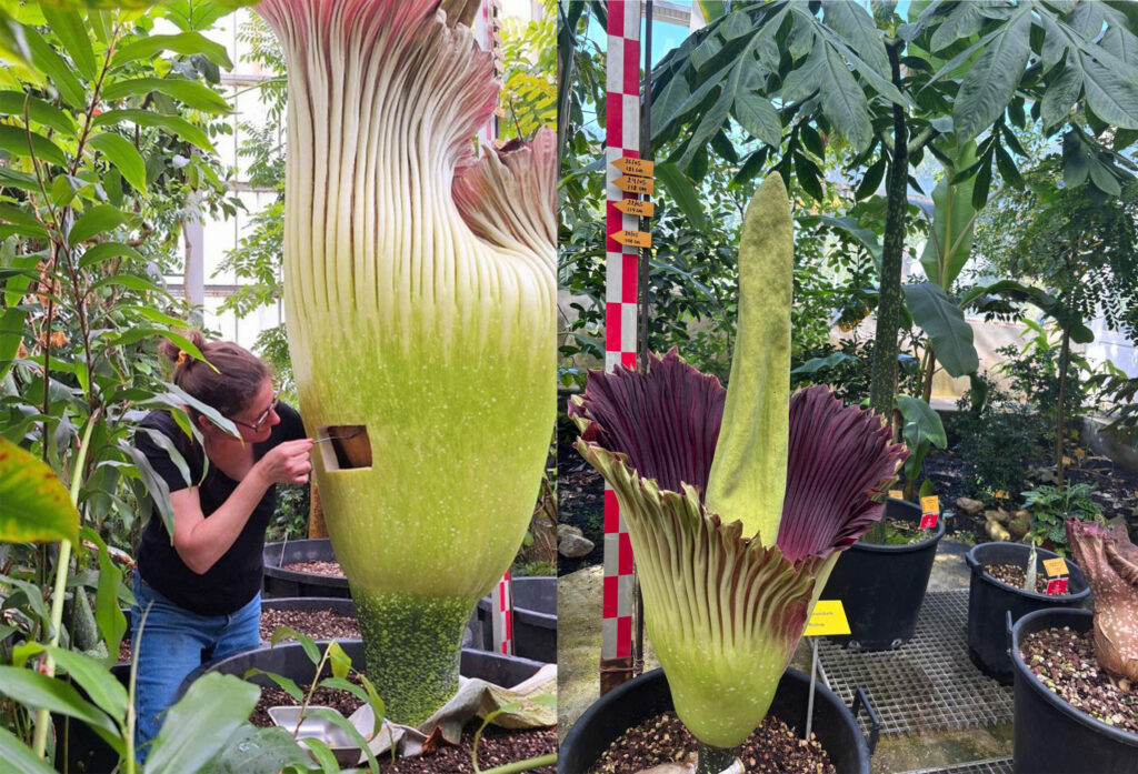 Highly anticipated baby 'corpse flower' blooms outside Brussels after nine-year wait