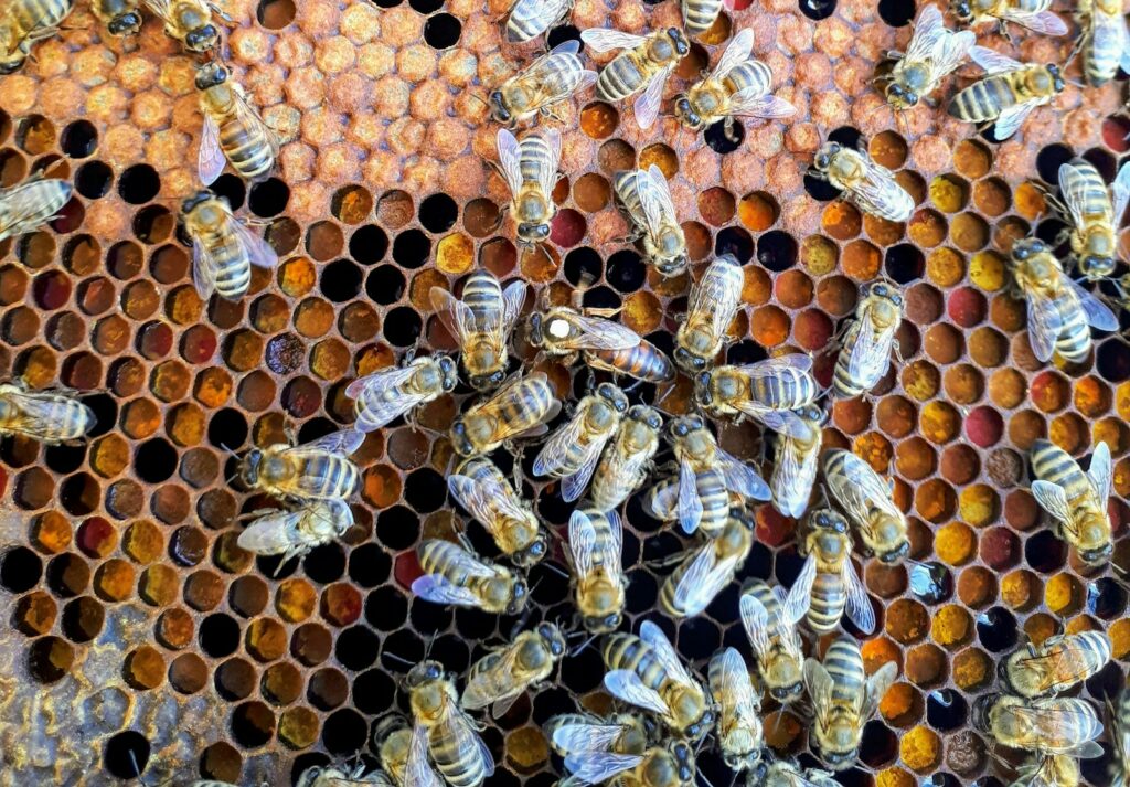 EU beehive totals soar 16% since 2020, but key declines emerge