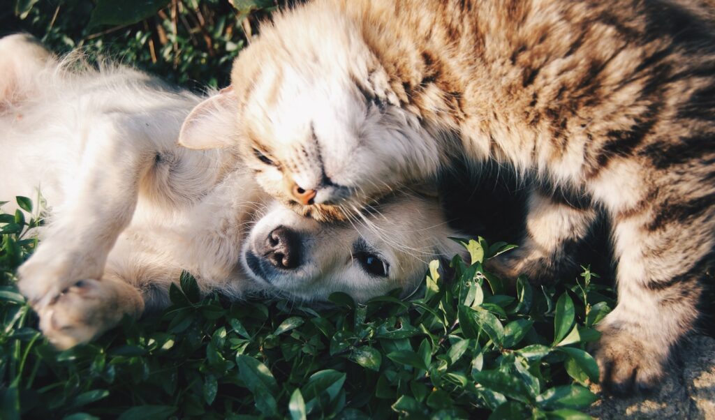 EU adopts landmark rules to curb illegal pet trade, irresponsible breeding
