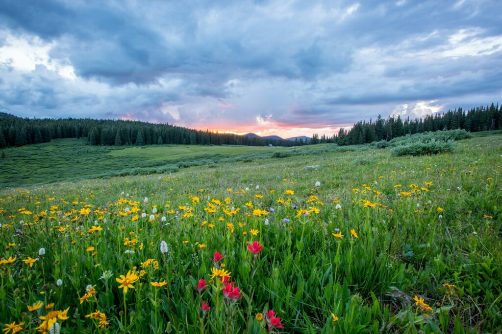 EU nature protection laws face stress test amid drive for simplification