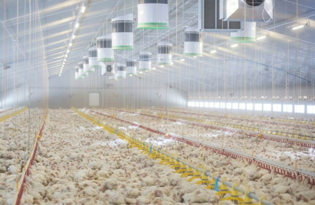 Overuse of antibiotics in EU farming threatens global health