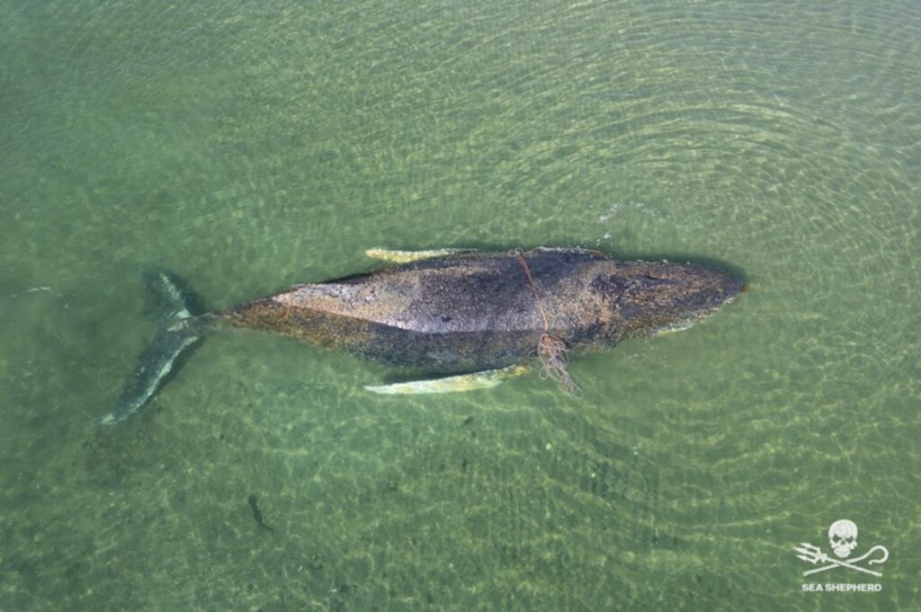 Rescued whale Timmy is safely released into North Sea