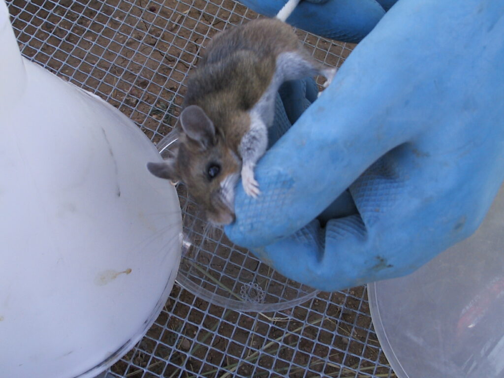 EU deploys first antiviral for Hantavirus as cases prompt swift action
