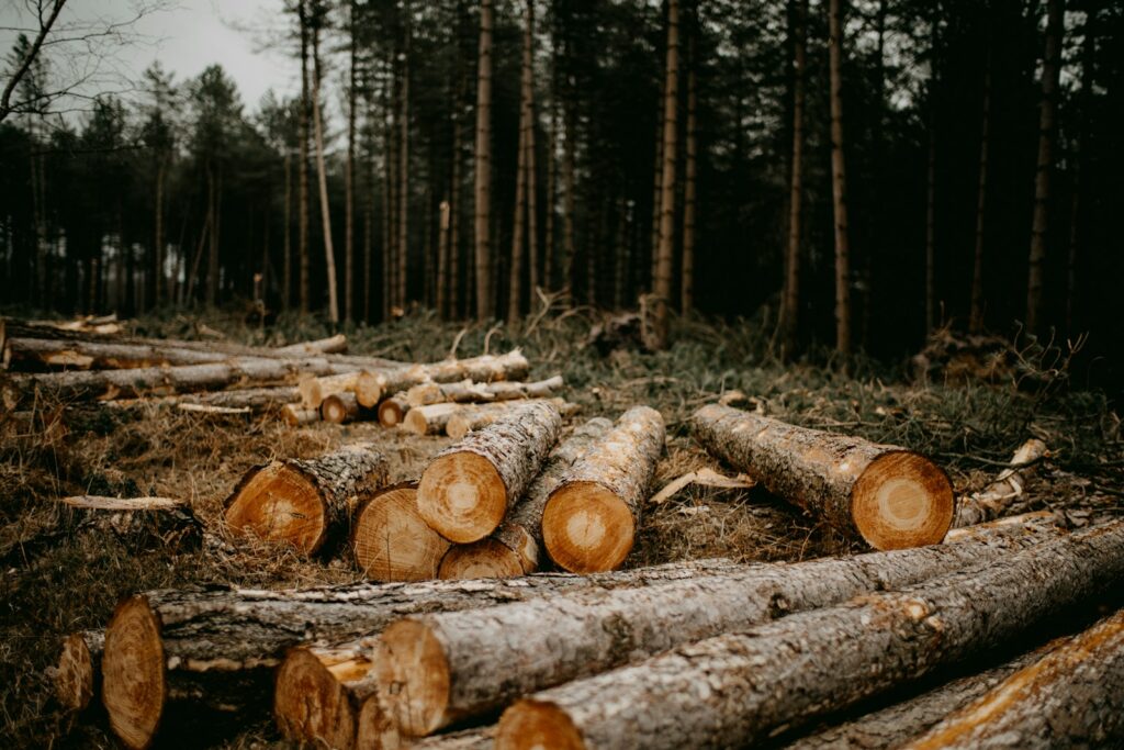 Key products excluded as EU rewrites deforestation law ahead of 2026 rollout