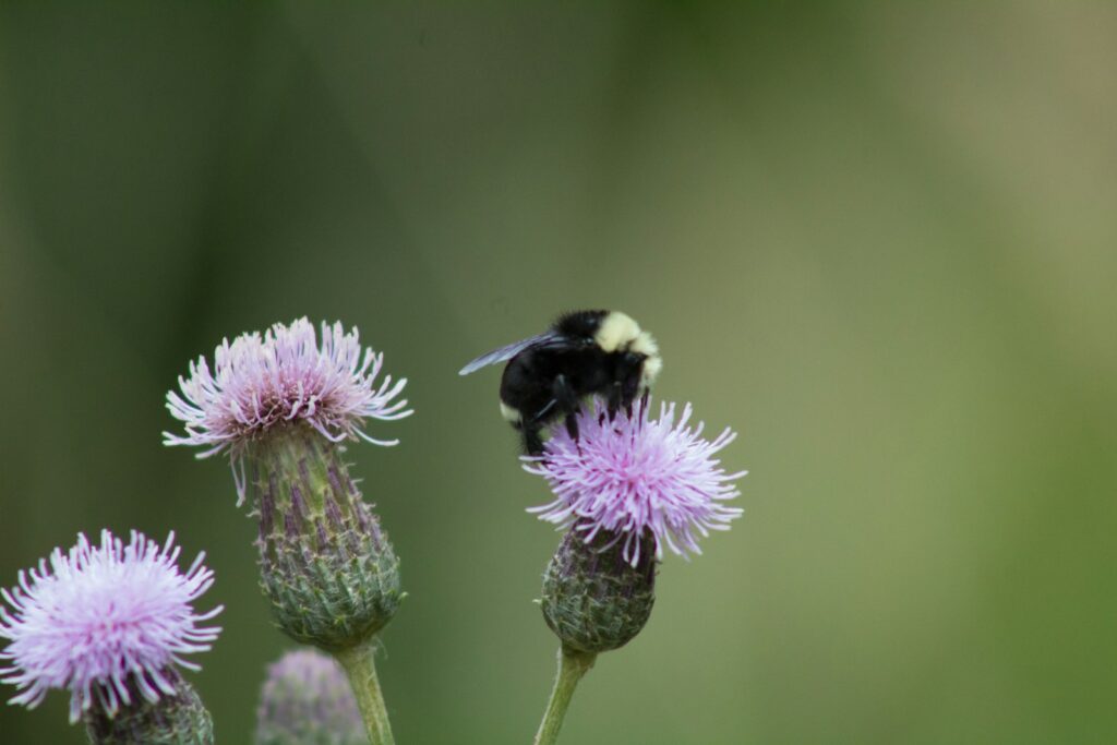 Decline in pollinators sparks youth-led projects to restore habitats in Europe