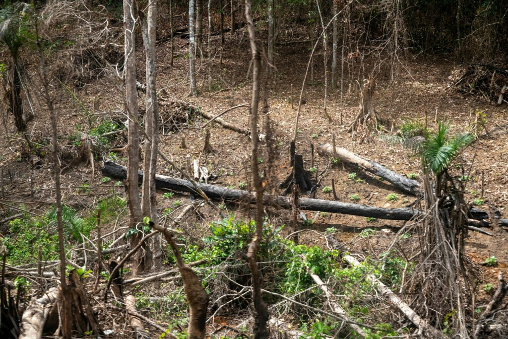 Greens slam proposal to exclude leather from deforestation law