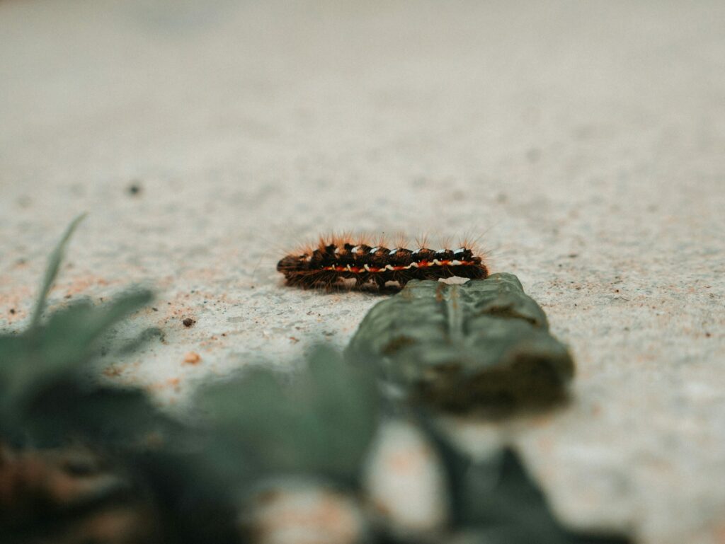 Irritating caterpillars invade Belgian coast, experts warn not to touch them