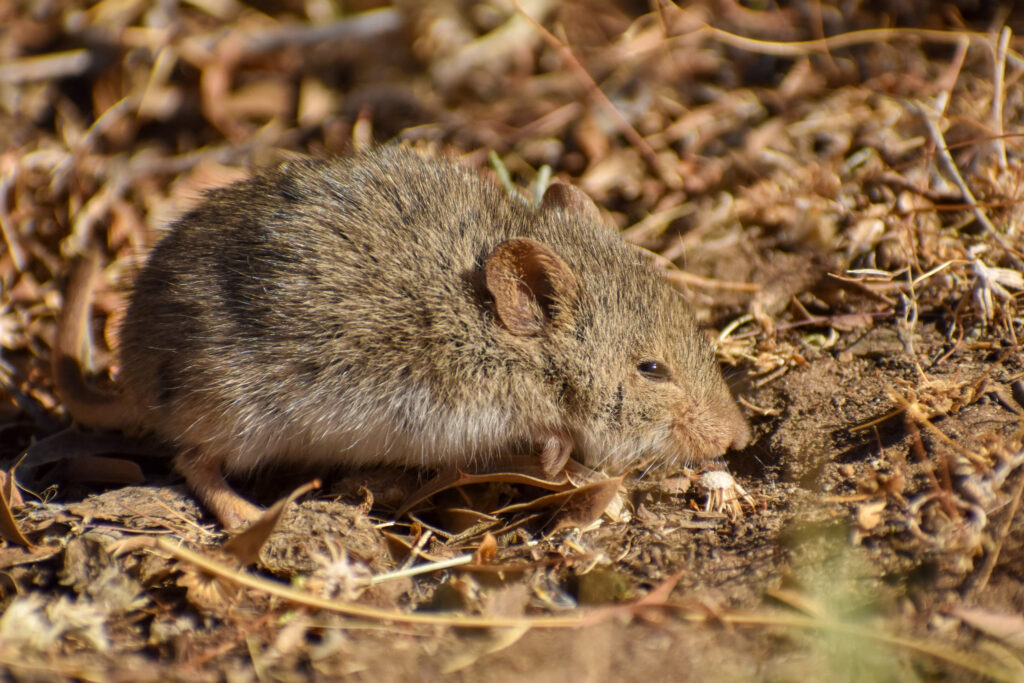 Hantavirus: Researchers capture 150 rodents in Ushuaia