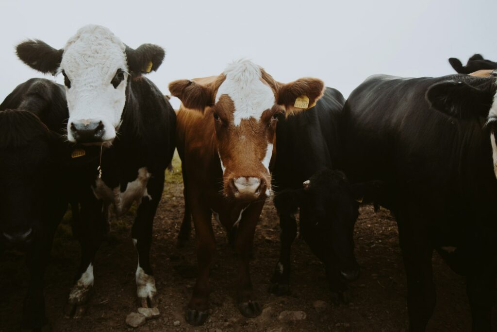 New EU import list targets antimicrobial resistance with stricter livestock rules