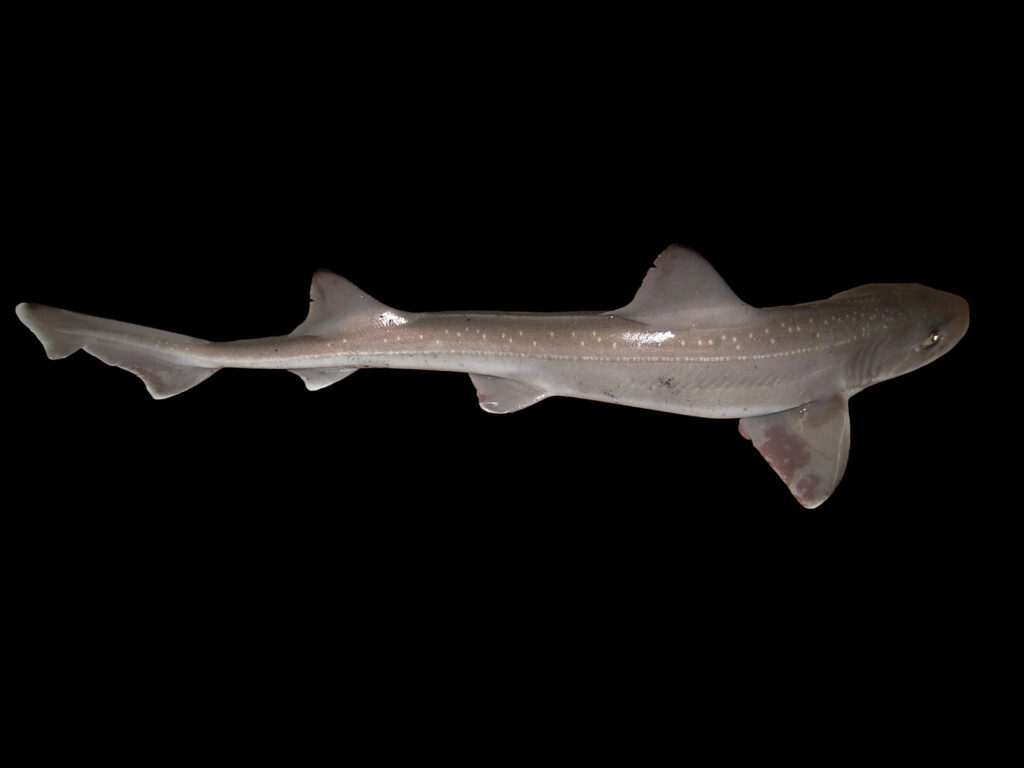 Mystery as 20 sharks wash up on Belgian beach