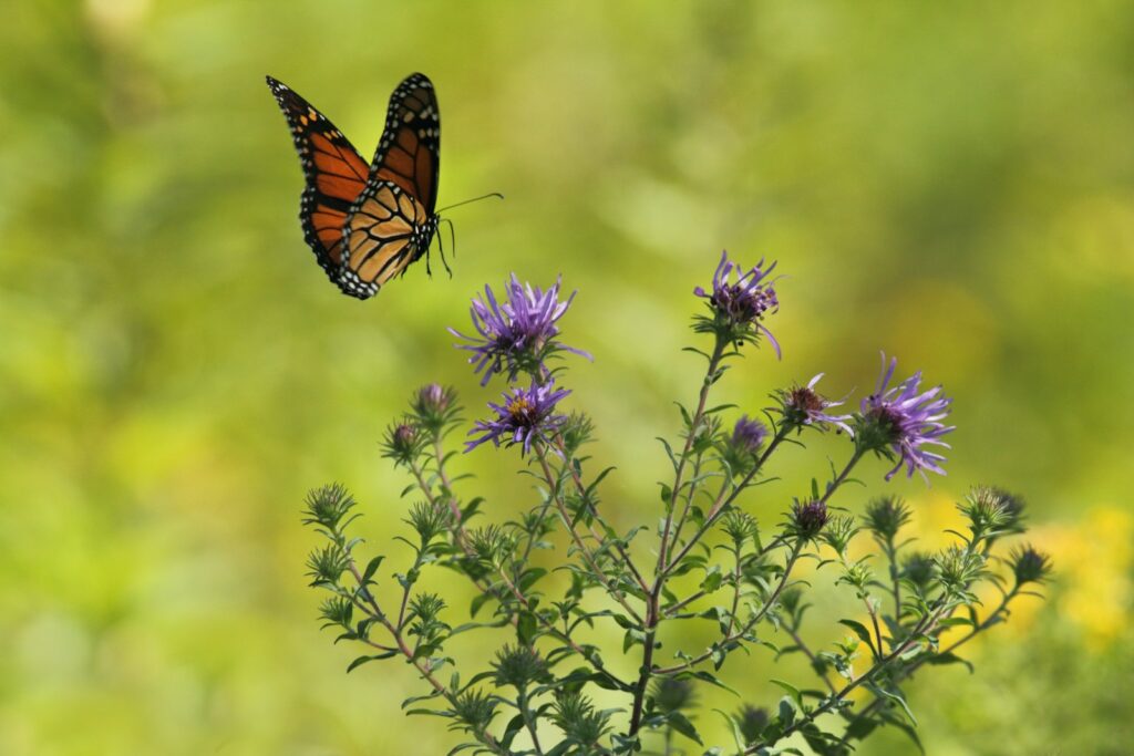 EU’s common bird populations down 15% as butterflies face grim 36% drop