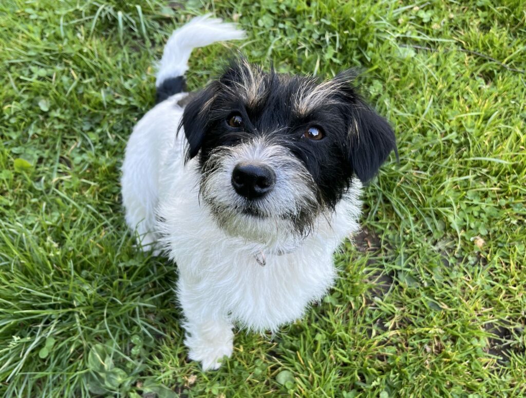 Life lessons from my dog: When was the last time you pandiculated?