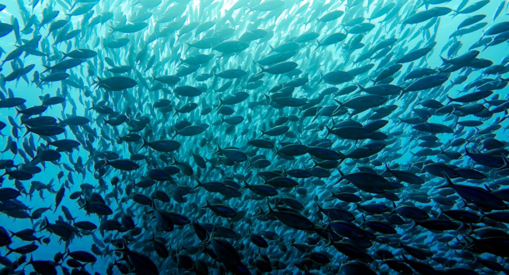 EU fisheries policy falls short as fish stock recovery lags a decade on