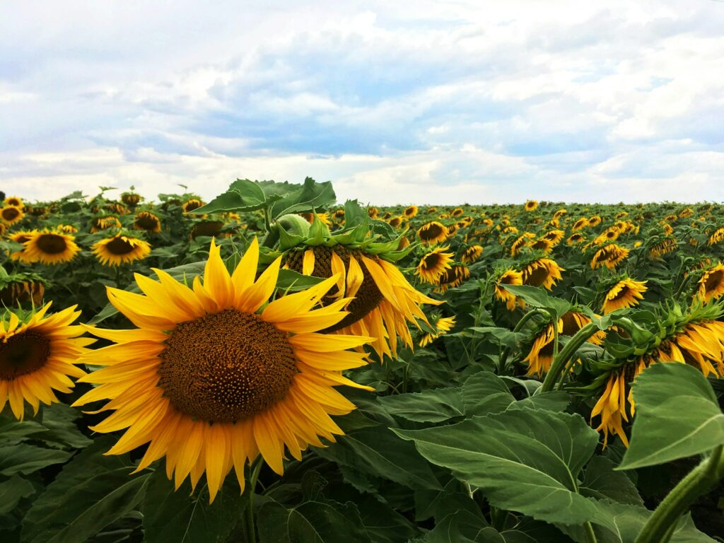 EU-backed farm grants offer lifeline for Ukraine’s agricultural revival amid war