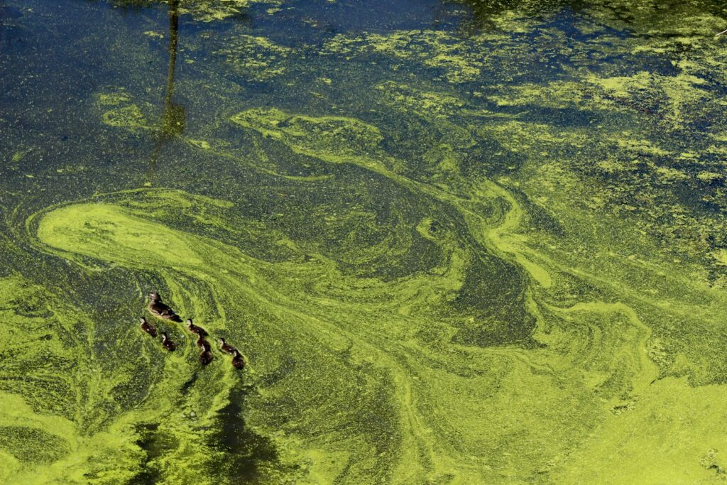 Algae-based dyes challenge petrol dependence in textile industry, EU says