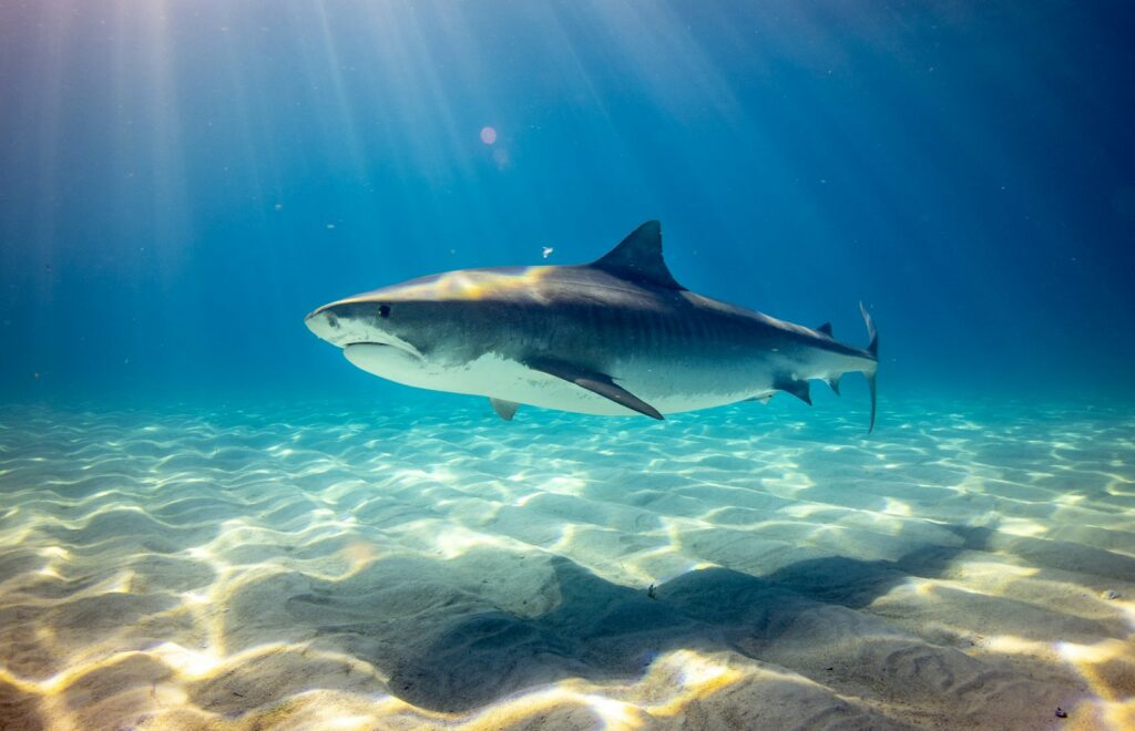 EU shark fin exports plummet amid new trade controls, changing Asian demand
