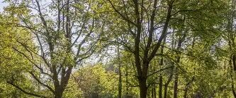 Flanders plans to plant more than half a million trees