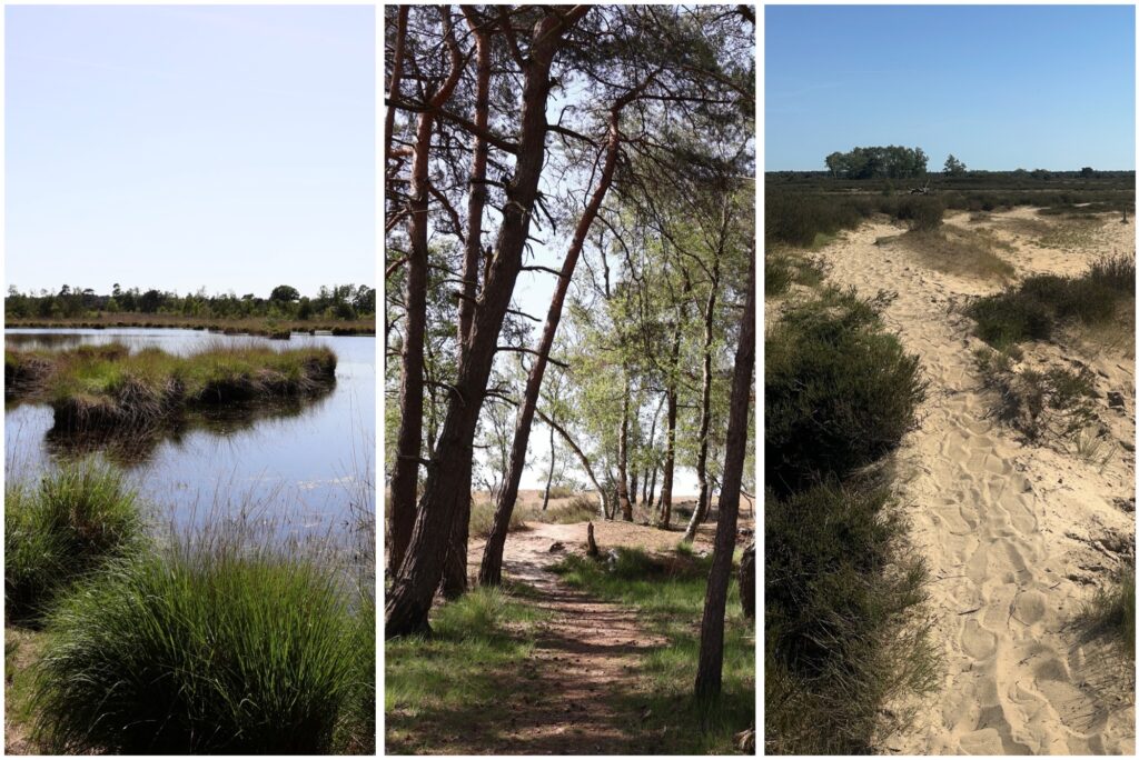 Kalmthout Heath: Belgium's best nature-escape desination