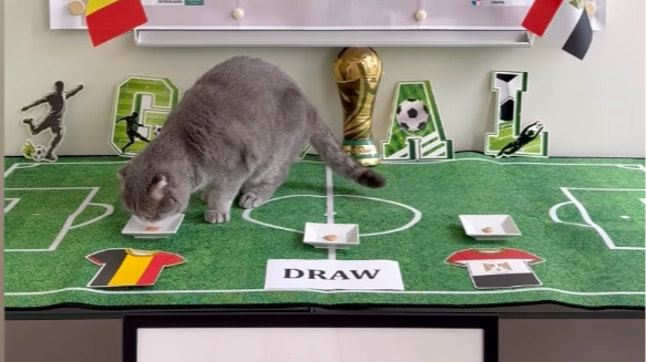 PM's cat Maximus tips Belgium to beat Egypt in World Cup