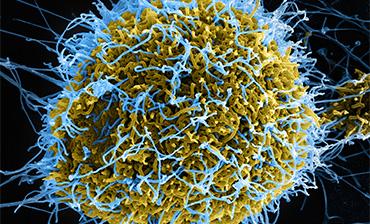Sharp contrasts in Uganda, DRC Ebola cases as outbreak grows, EU agency reports