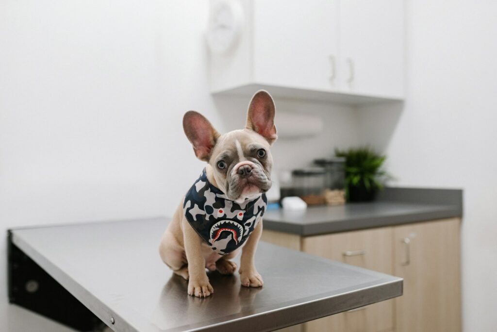 New Brussels veterinary clinic open 24/7