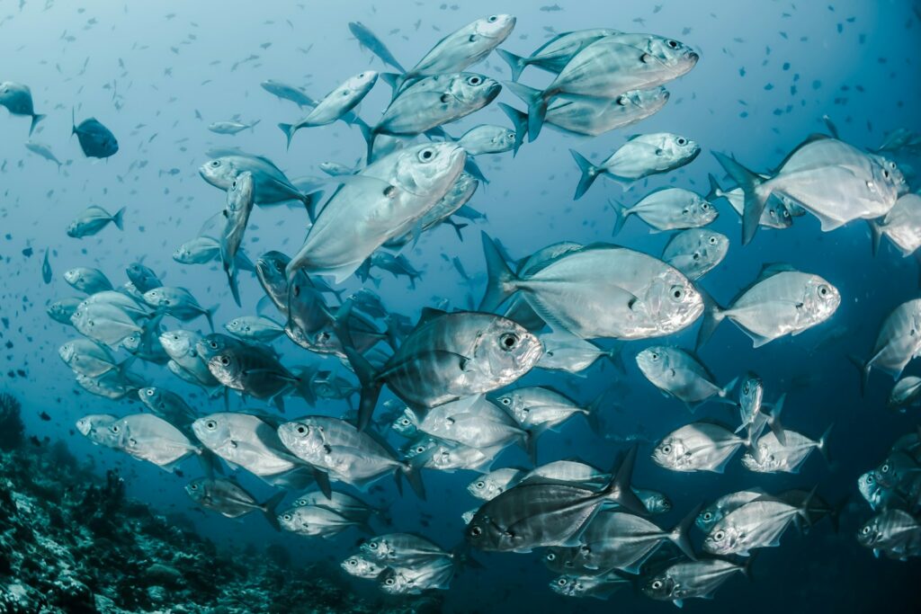 EU steps up fisheries aid but key fish stocks dwindle further