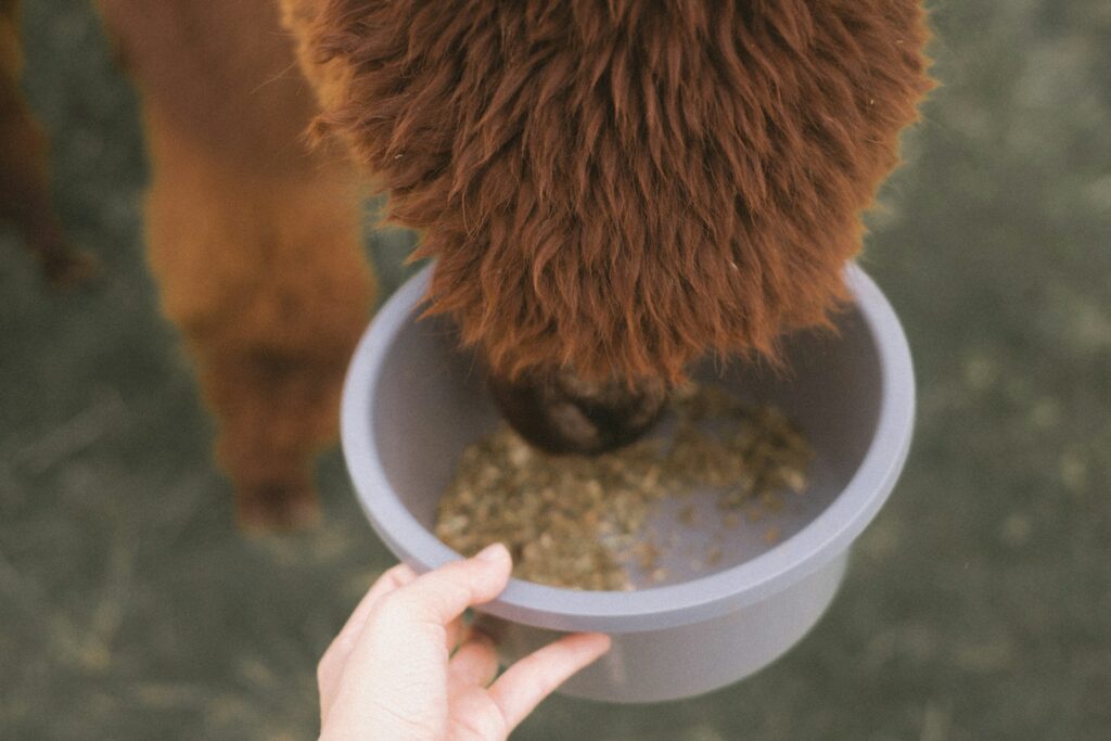 EU clears animal nutrition merger, citing limited market overlap in key sectors