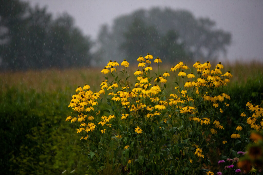 Thunderstorms and strong winds to sweep across Belgium on Thursday