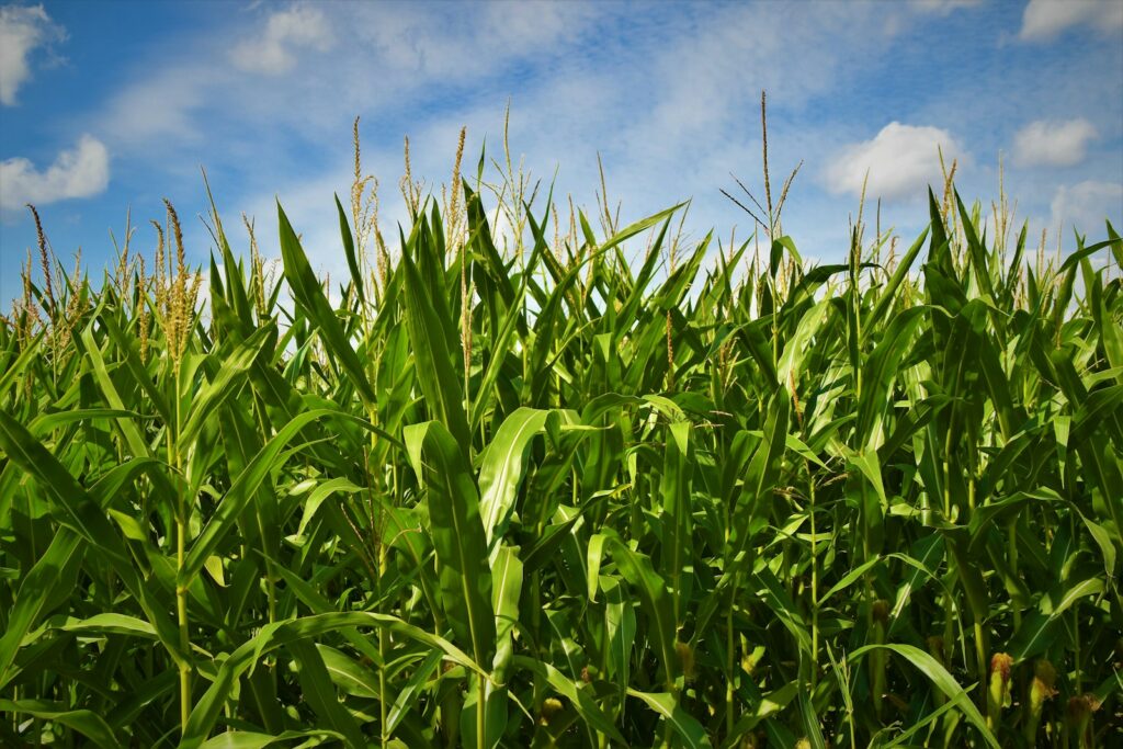 New EU genomic plant law provides for stricter labels, bans in organic production