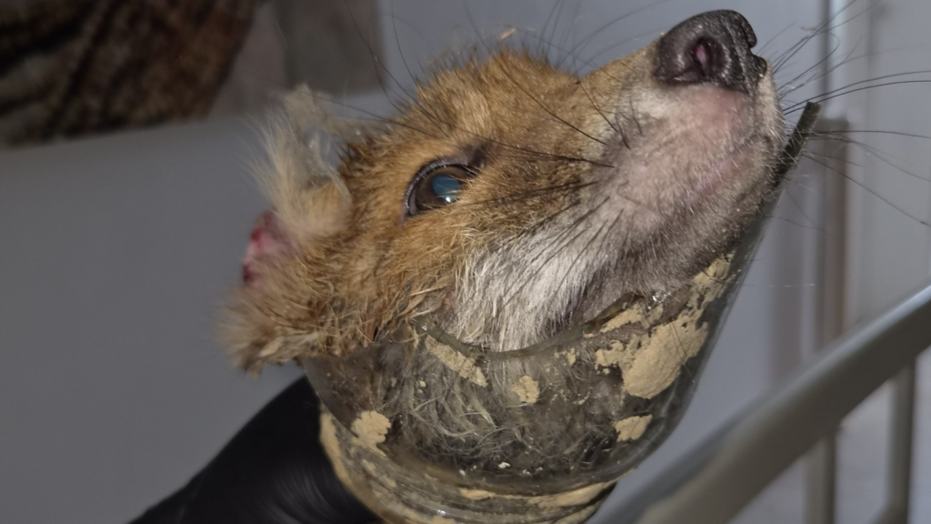 Young fox recovering after glass jar became stuck around its neck