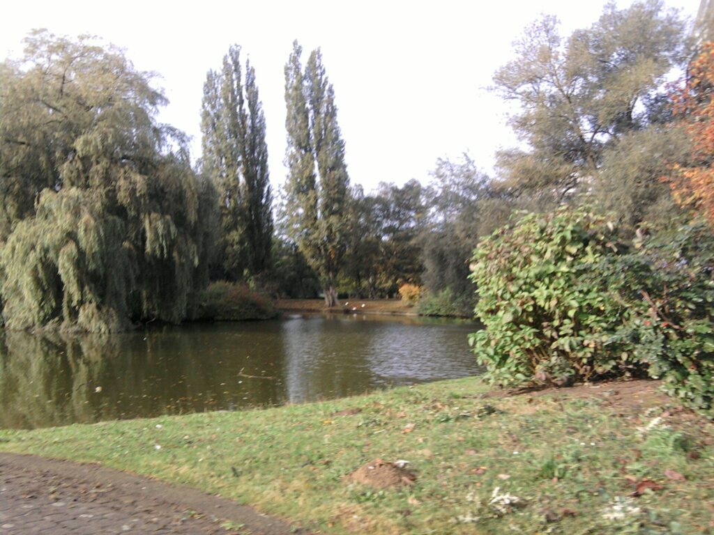 Residents demand action as rotten dead fish pile up in Anderlecht park