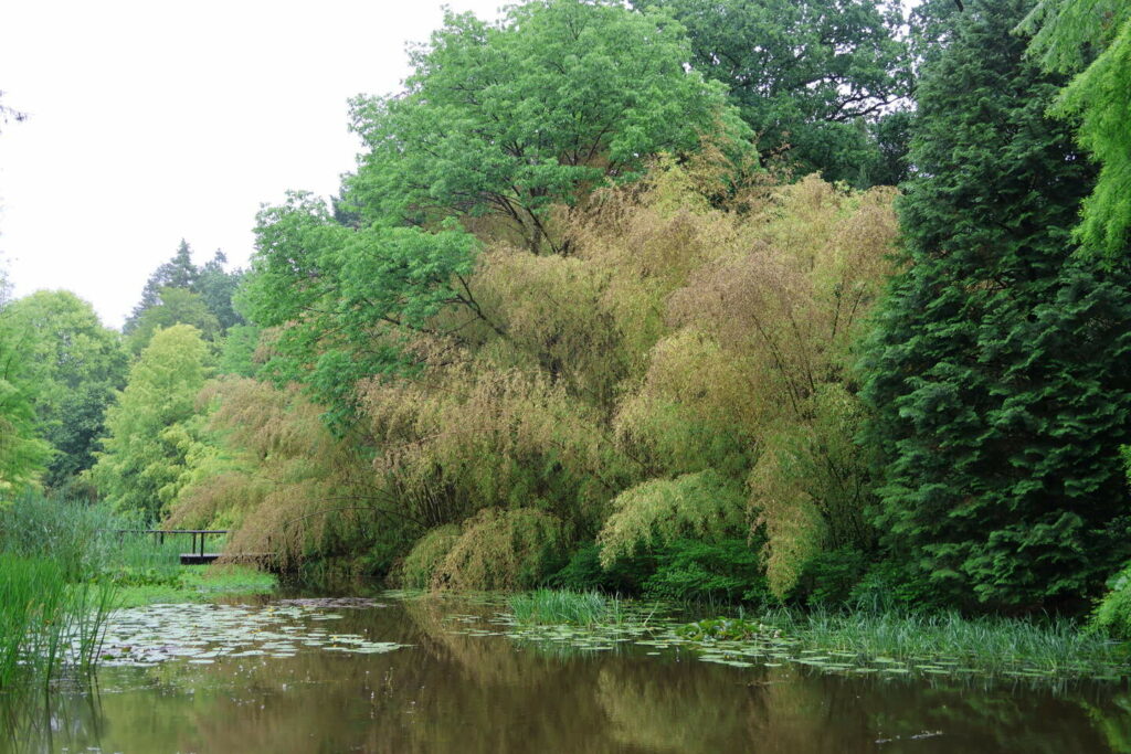 Bamboo species that only flowers once a century currently in bloom in Belgium