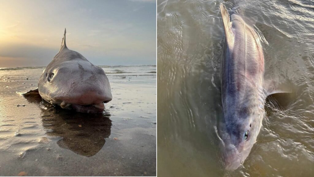 'Mostly females with young': 100 sharks have already washed up on Belgian coast