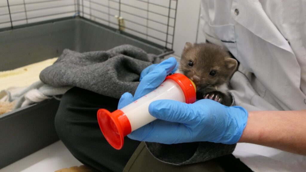 Brussels wildlife rescue centre plans to build €6 million animal hospital
