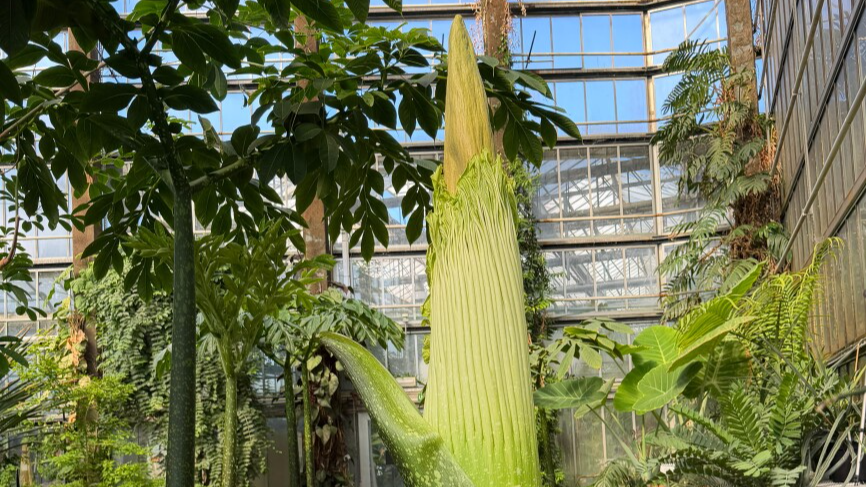 Heading to Ghent? Don't miss the short-lived bloom of the world's smelliest 'corpse flower'