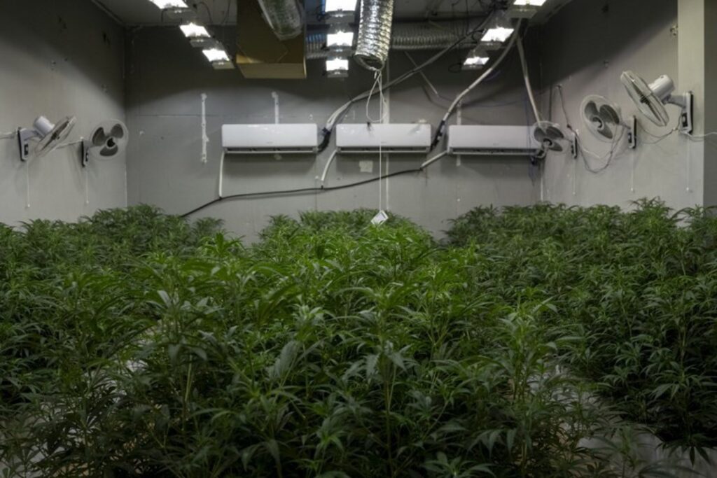 About 1,200 cannabis plants seized at Namur home