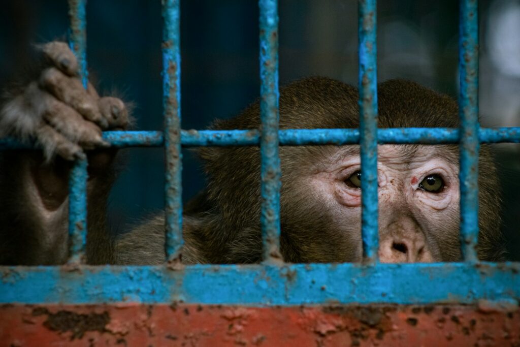 EU unveils roadmap to eliminate animal tests in chemical safety rules