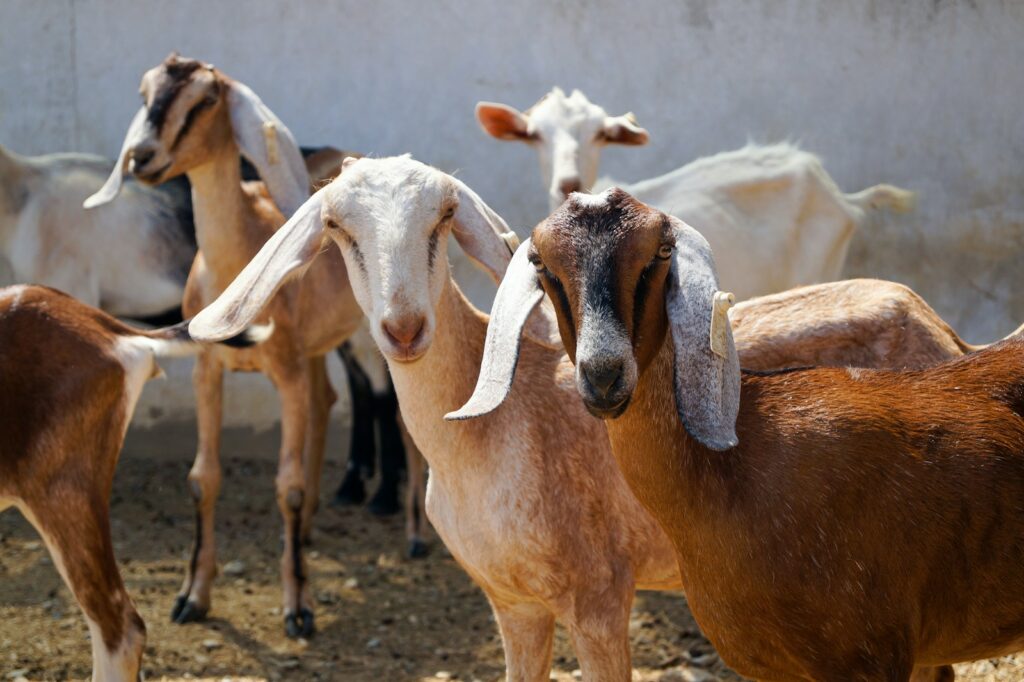 EU livestock numbers suffer decade-long decline, with sharpest falls in goats