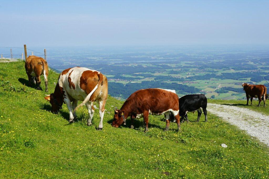 Farmers gain stronger rights in EU’s overhaul of agricultural market rules