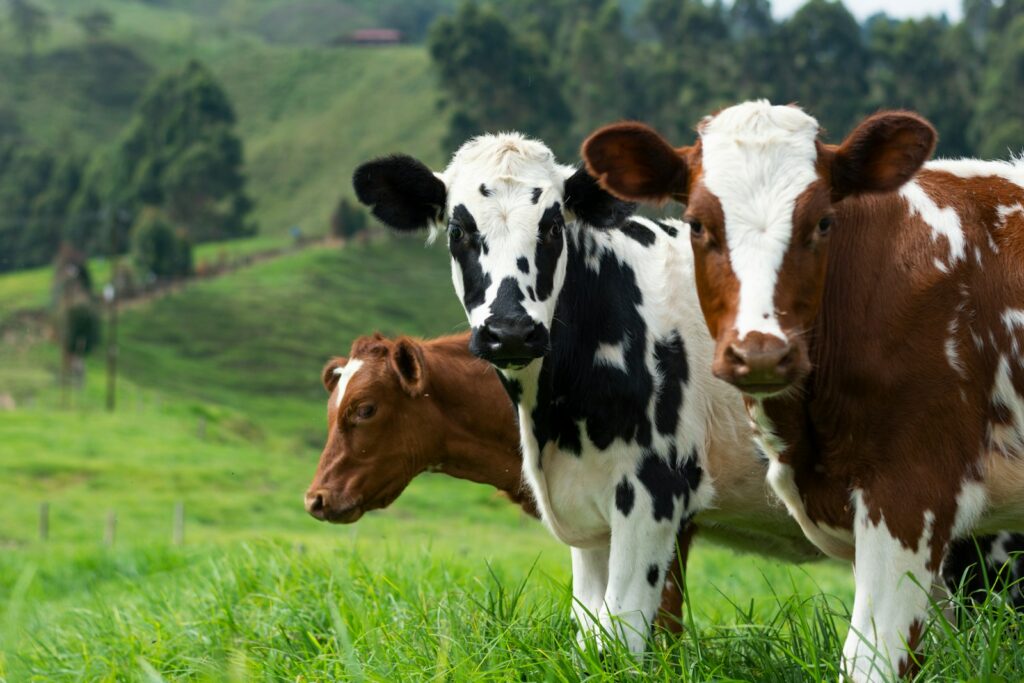 EU urged to rethink protein reliance as livestock fuels emissions, land use crisis